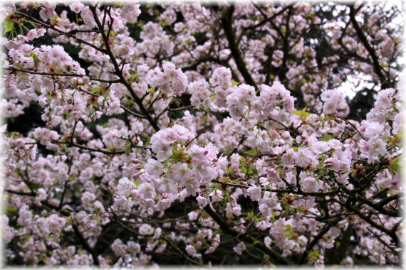 Prunus sieboldii