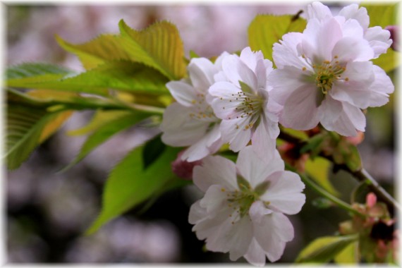 Prunus sieboldii