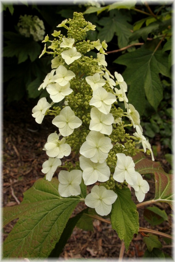 Hortensja dębolistna - Hydrangea quercifolia