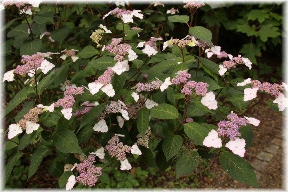 Hortensja piłkowana - Hydrangea serrata