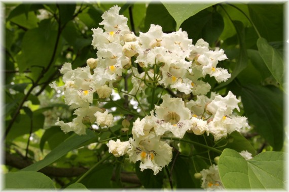 Surmia wielkokwiatowa - Catalpa speciosa