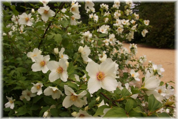 Jaśminowiec 'Belle Etoile' - Philadelphus 'Belle Etoile'