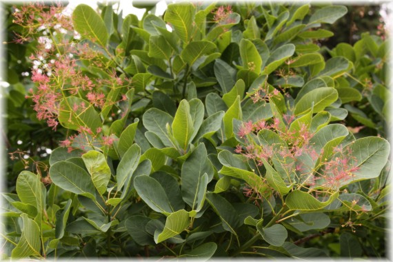 Perukowiec podolski - Cotinus coggygria