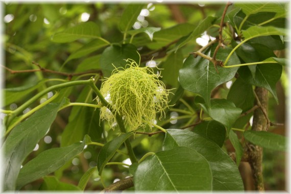 Żółtnica pomarańczowa - Maclura pomifera