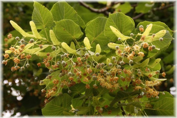 Lipa szerokolistna - Tilia platyphyllos