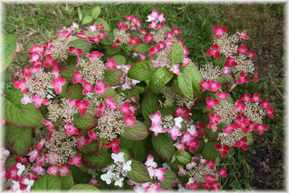 Hortensja piłkowana'Kurenai-nishiki' - Hydrangea serrata 'Kurenai-nishiki'