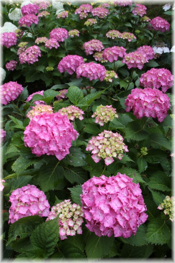 Hortensja ogrodowa - Hydrangea macrophylla