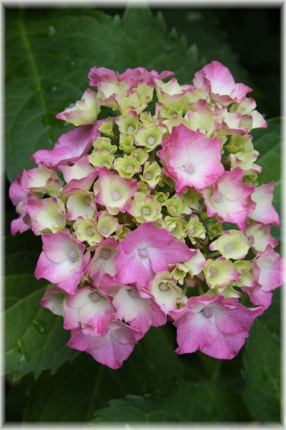 Hortensja ogrodowa - Hydrangea macrophylla