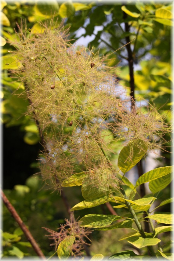 Perukowiec podolski 'Golden Spirit' - Cotinus coggygria 'Golden Spirit'