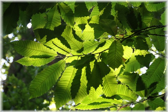 Kasztan jadalny - Castanea sativa