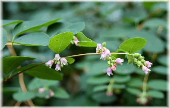 Śnieguliczka biała - Symphoricarpos albus