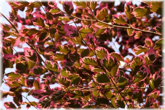 Buk pospolity 'Purpurea Tricolor' - Fagus sylvatica 'Purpurea Tricolor'