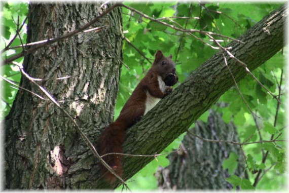 Wiewiórka pospolita - Sciurus vulgaris