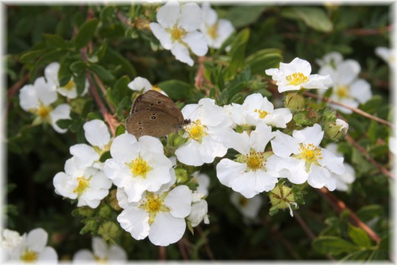 Pięciornik krzewiasty (Potentilla fruticosa) 'Abbotswood'