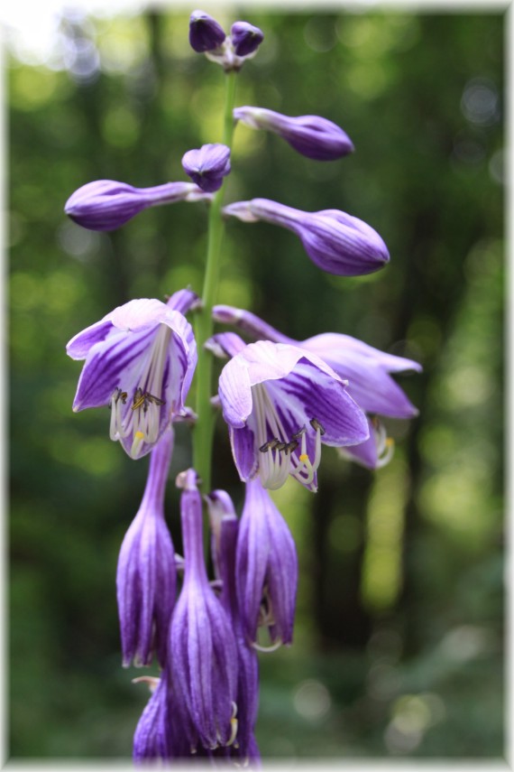 Funkia (Hosta sp.)