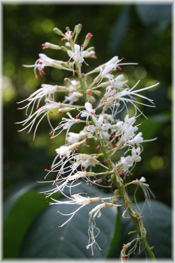 Kasztanowiec drobnokwiatowy (Aesculus parviflora)