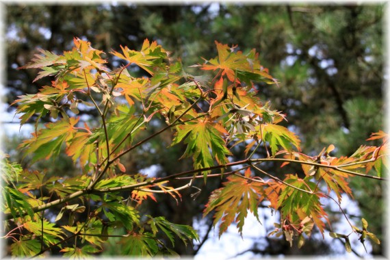 Klon japoński (Acer japonicum) 'Aconitifolium'