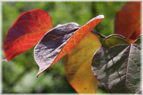 Judaszowiec kanadyjski (Cercis canadensis) 'Forest Pansy'