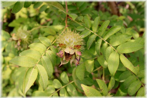 Róża kasztanowa (Rosa roxburghii)