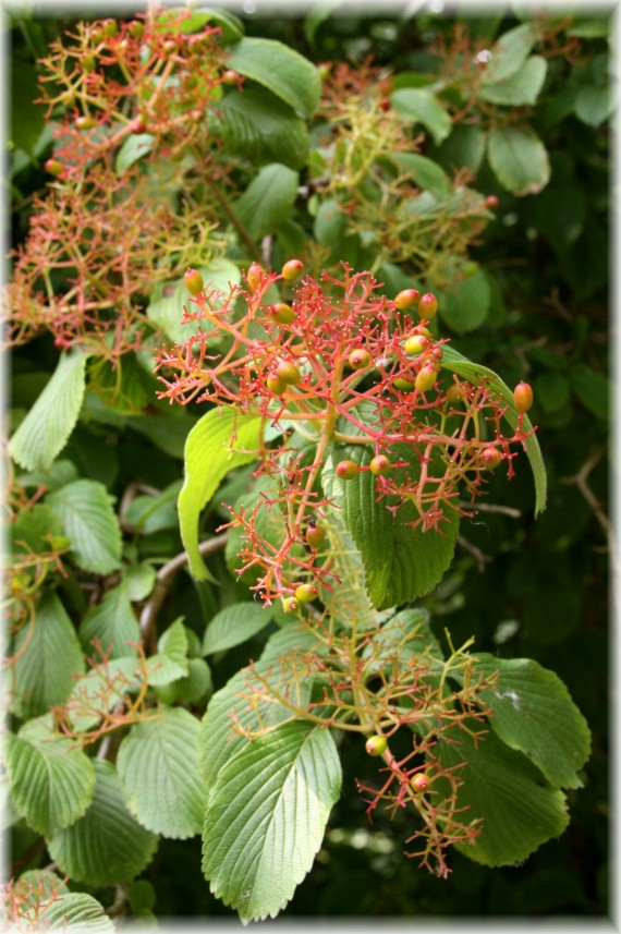 Kalina Siebilda (Viburnum sieboldii)