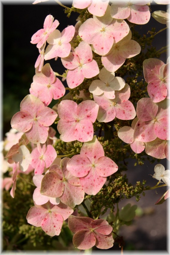 Hortensja dębolistna (Hydrangea quercifolia)