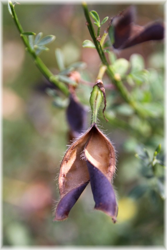 Żarnowiec (Cytisus sp.)