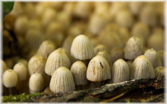 Czernidłak gromadny - Coprinellus disseminatus