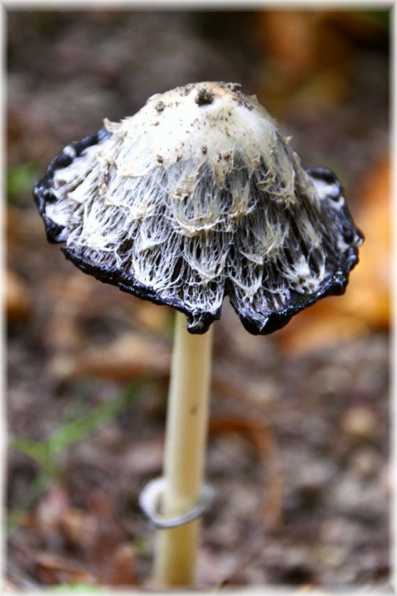 Czernidłak kołpakowaty - Coprinus comatus