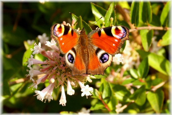 Abelia ×grandiflora