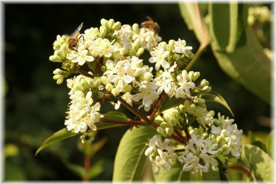 Heptakodium chińskie (Heptacodium miconioides)