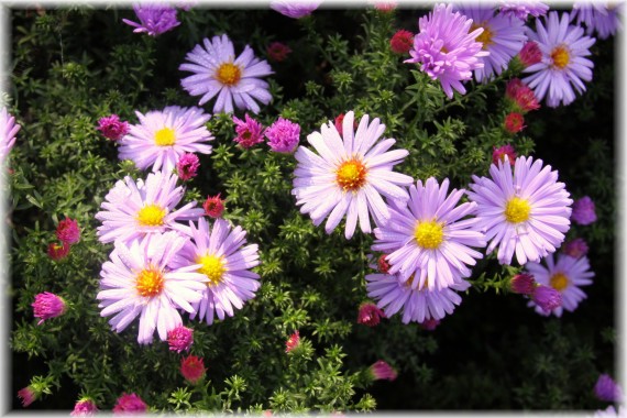 Aster (Aster sp.)