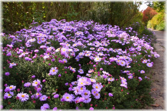 Aster (Aster sp.)