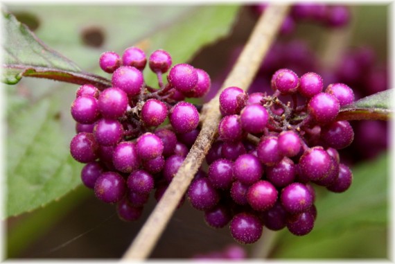 Pięknotka Bodiniera (Callicarpa bodinieri) 'Profusion'