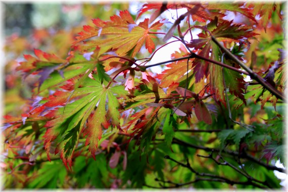 Klon japoński (Acer japonicum) 'Aconitifolium'