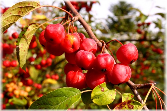 Jabłoń (Malus) 'Red Sentinel'