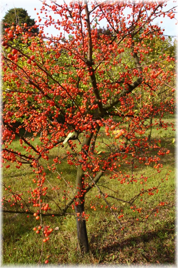 Jabłoń (Malus ×zumi)