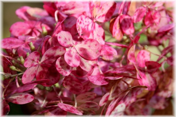 Hortensja bukietowa (Hydrangea paniculata) 'Renhy'