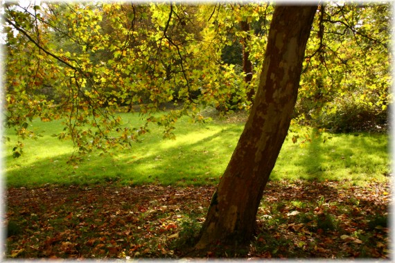 Platan klonolistny (Platanus ×hispanica 'Acerifolia')