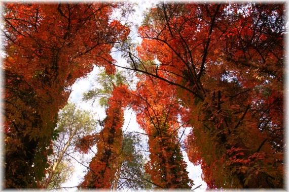 Arboretum w jesiennej szacie