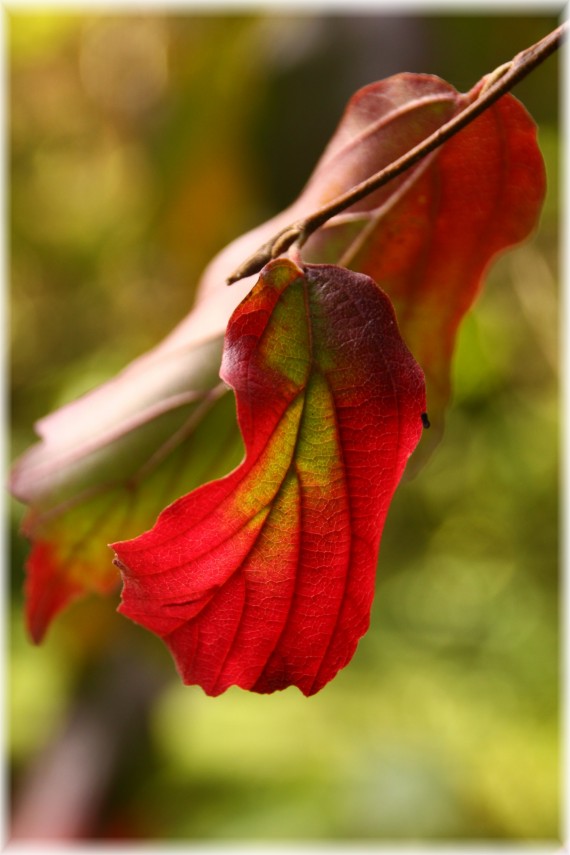 Parocja perska (Parrotia persica)