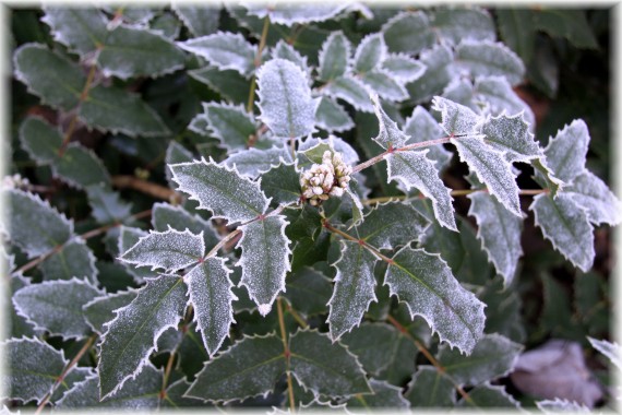 Mahonia pospolita (Mahonia aquifolium)