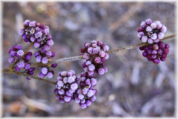 Pięknotka Bodiniera (Callicarpa bodinieri) 'Profusion'