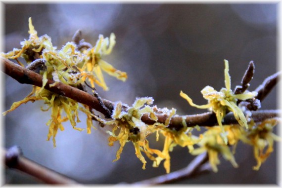 Oczar (Hamamelis sp.)