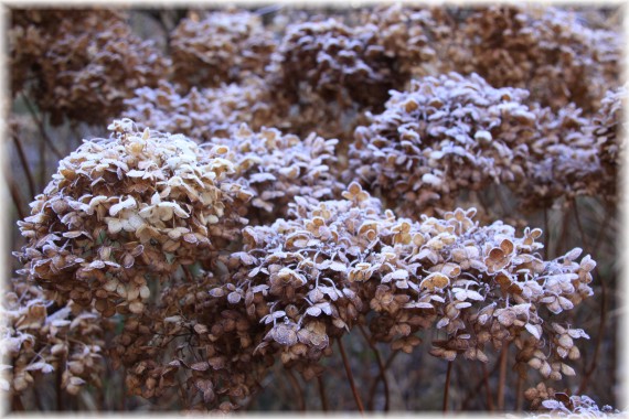 Hortensja krzewiasta (Hydrangea arborescens) 'Annabelle'