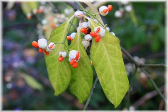 Trzmielina (Euonymus sp.)