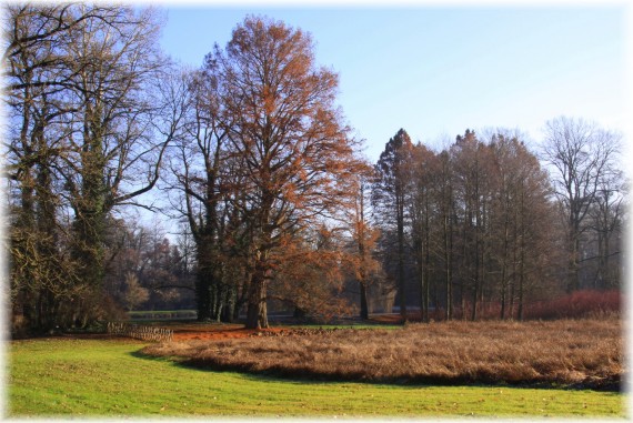 Cypryśnik błotny (Taxodium distichum)