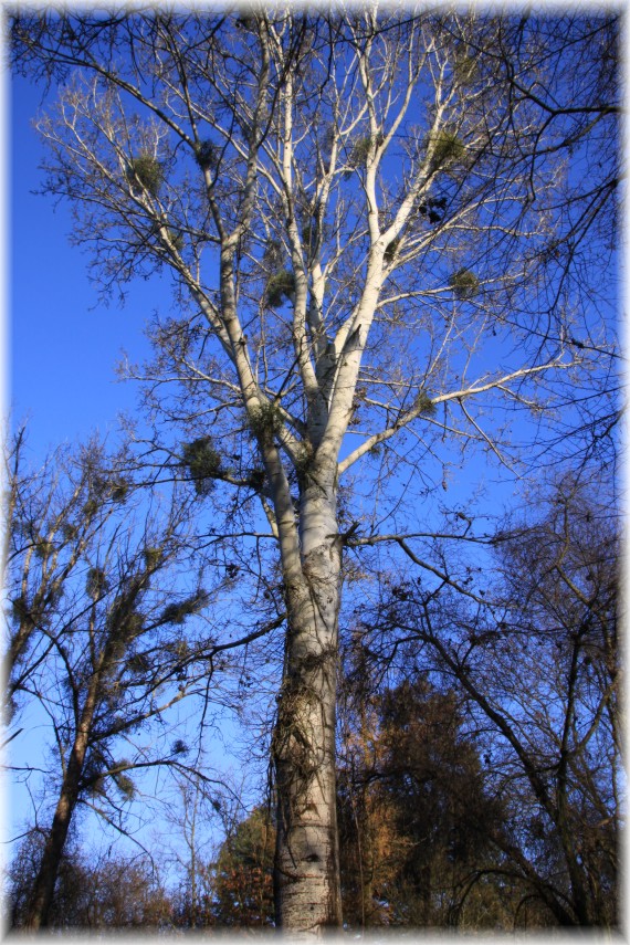 Topola biała (Populus alba)