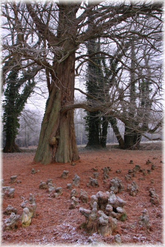 Cypryśnik błotny (Taxodium distichum)