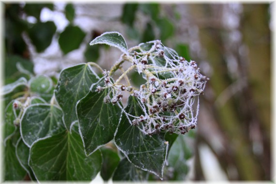 Bluszcz pospolity (Hedera helix)