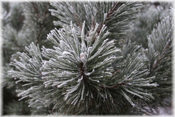 Sosna górska (Pinus mugo)